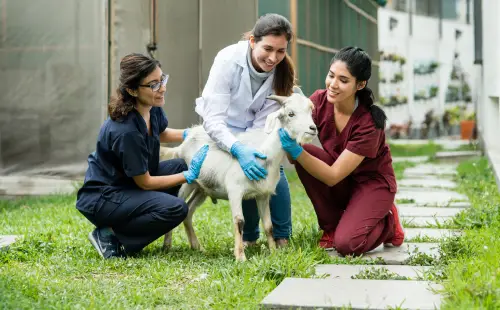 carrera-medicina-veterinaria-zootecnia